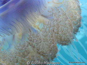 Cauliflower jellyfish details by Adolfo Maciocco 